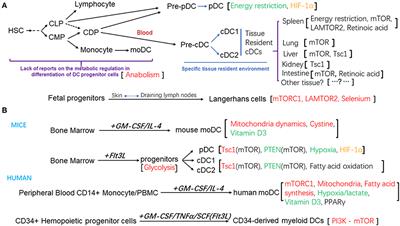 Metabolic Regulation of Dendritic Cell Differentiation